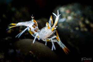 Juvenile spiny tiger shrimp by Kelvin H.y. Tan 